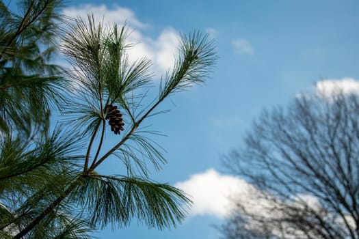 A Young Pine Tree Branch on a Clear Blue Sky