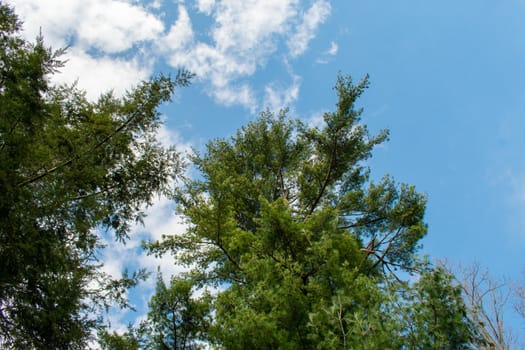 An Evergreen Tree on a Clear Blue Sky