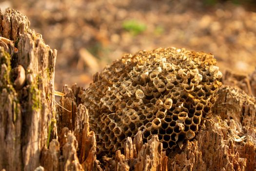 An Empty Beehive on a Rotten Tree Stump