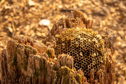 An Empty Beehive on a Rotten Tree Stump