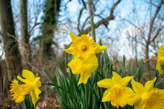 A Patch of Blooming Bright Yellow Tulips During Spring