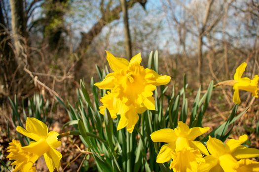 A Patch of Blooming Bright Yellow Tulips During Spring