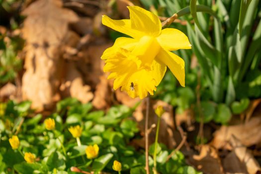 A Patch of Blooming Bright Yellow Tulips During Spring