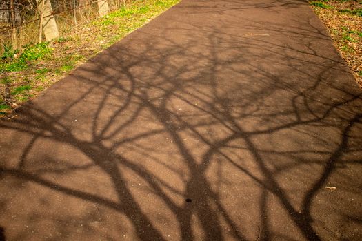 The Shadow of a Large Tree Being Cast on Blacktop Pavement