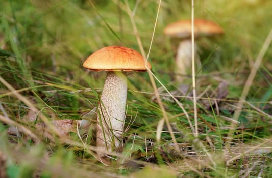 Two small Red-capped scaber stalk bolete Leccinum aurantiacum growing in forest, dry leaves and grass around..