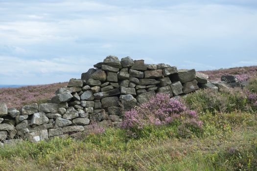4 - Crumbling dry stone wall amongst the heather in the peak district. Overcast cloudy day and soft light. Many textures. Lichen grows on the stones.