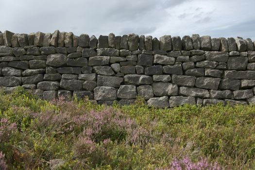 6 - Background photo with copy space. Peak district plants grow and give a soft texture against the hard dark dry stone wall behind. cloudy sky.