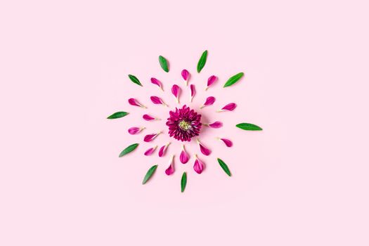 pink chrysanthemum on a pink background with a space for text. layout of pink and green petals on a pink background with space for text. concept of women's holiday, spring holiday, Valentine's day.