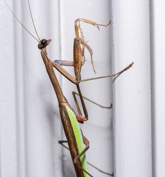 Brown praying mantis on the painted door frame of a home in the USA taken in macro and focused on the head