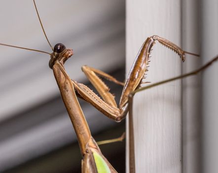 Brown praying mantis on the painted door frame of a home in the USA taken in macro and focused on the head