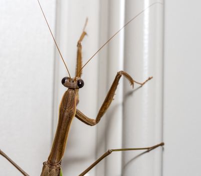 Brown praying mantis on the painted door frame of a home in the USA taken in macro and focused on the head