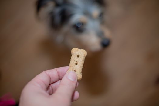 Close up shot of hand holding a treat for dog