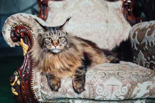 Maine Coon cat on antique chair