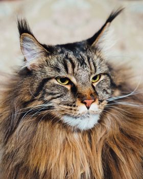 Maine Coon cat, close-up view