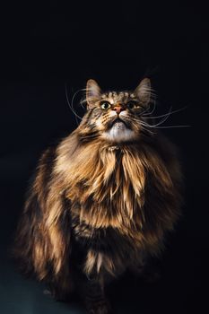 Maine Coon cat on black background