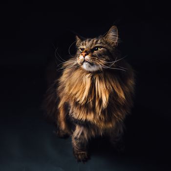 Maine Coon cat on black background