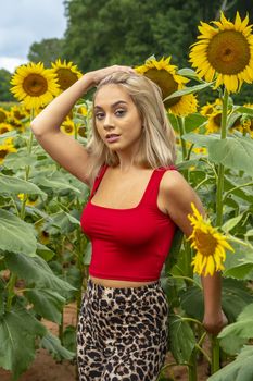 A gorgeous young blonde model poses outdoors in a field of sunflowers while enjoying a summers day