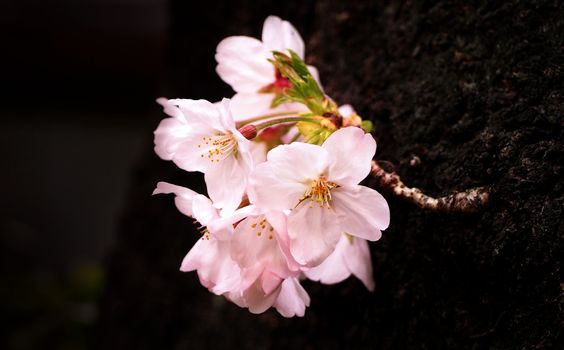 Real pink sakura flowers or cherry blossom close-up and from Naka-Meguro Tokyo Japan. 