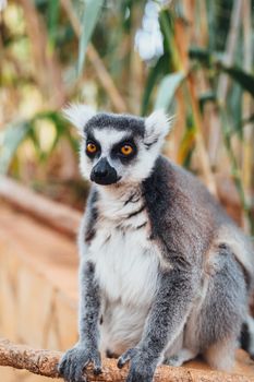 ring-tailed lemur, close-up view