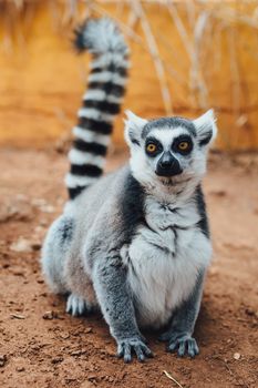 ring-tailed lemur, close-up view