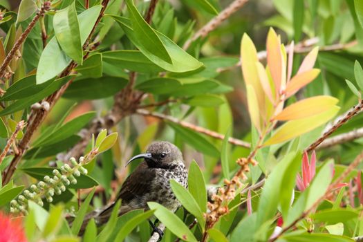 A black sunbird female (Nectarinia amethystina) perched on a bottlebrush tree branch, Plettenberg Bay, South Africa