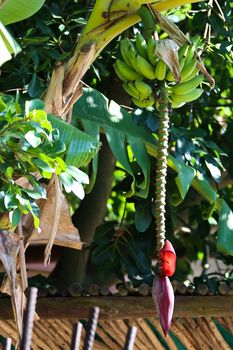 A banana palm tree fruit stalk (Musa acuminata) hanging from palm with some bananas, Wilderness, South Africa