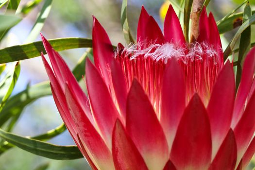 Bright pink petals close-up of a common sugarbush protea flower (Protea repens), George, South Africa