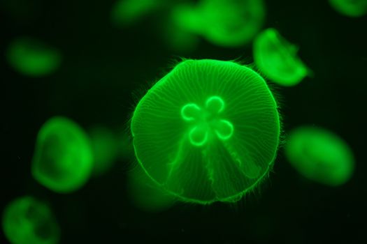 green illuminated aurelia jellyfish underwater