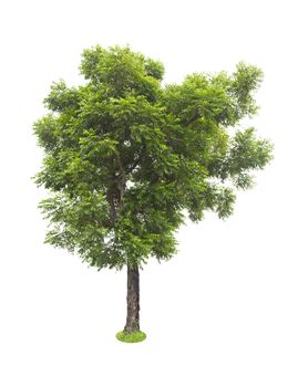 Beautiful green tree isolated on white background.