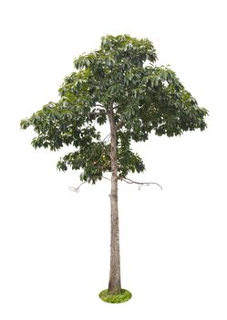 Beautiful green tree isolated on white background.