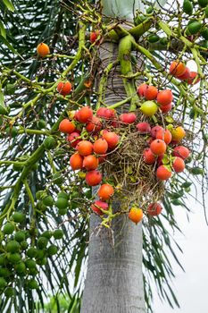 Areca catechu (Areca nut palm, Betel Nuts) All bunch into large clustered, hanging down. natural sunlight.