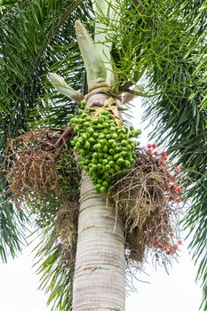 Areca catechu (Areca nut palm, Betel Nuts) All bunch into large clustered, hanging down. natural sunlight.