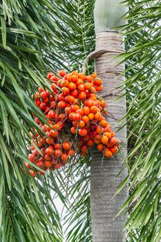 Areca catechu (Areca nut palm, Betel Nuts) All bunch into large clustered, hanging down. natural sunlight.