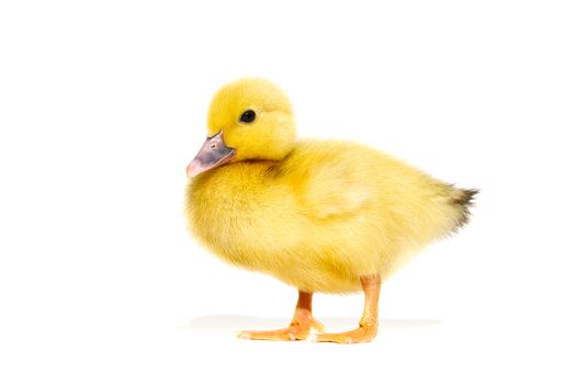 NewBorn little Cute yellow duckling isolated on white