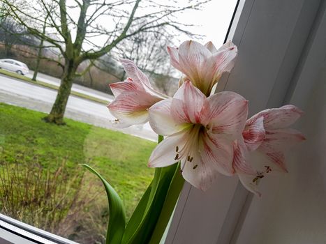 Flowers on a windowsill in winter in Bremerhaven.