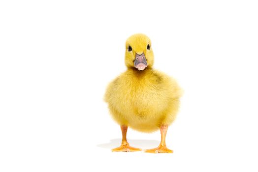 NewBorn little Cute yellow duckling isolated on white