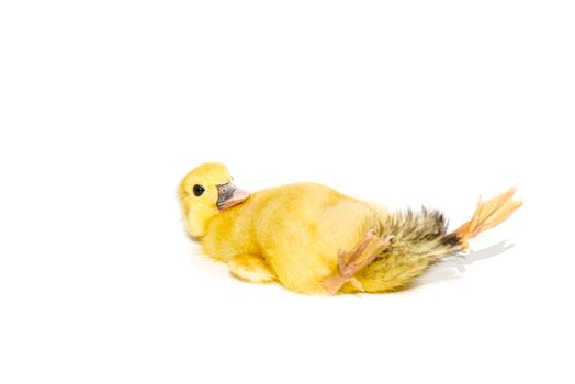 NewBorn little Cute yellow duckling isolated on white