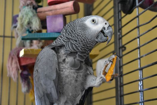 An African Grey Parrot Holding a Cheese Flavored Tortilla Chip
