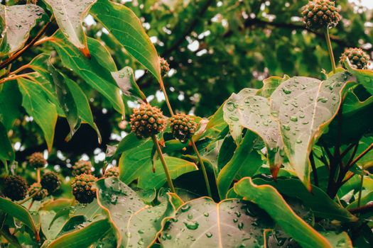 Bright Green Wet Leaves After a Rainstorm With Orange Trim and Spike Balls