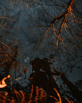 A Man Leaning Over a Reflective Body of Water Taking a Picture of Himself Surrounded by Dead Orange Trees