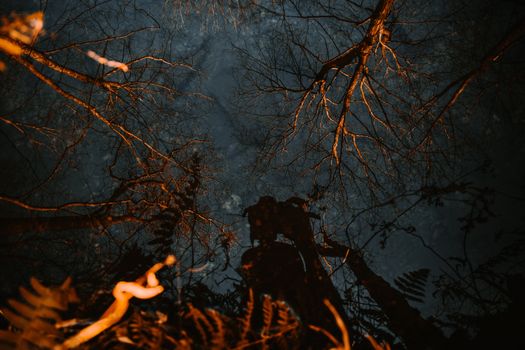 A Man Leaning Over a Reflective Body of Water Taking a Picture of Himself Surrounded by Dead Orange Trees