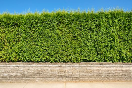 Growing green hedge on concrete terrace on blue sky background