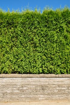 Growing green hedge on concrete terrace on blue sky background