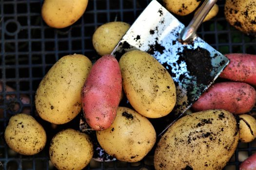 Mixed colored potatoess after harvest on a small scoop on a black plastic grid