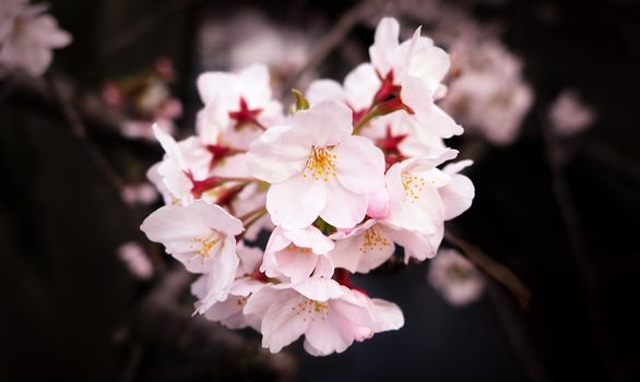 Real pink sakura flowers or cherry blossom close-up and from Naka-Meguro Tokyo Japan. 