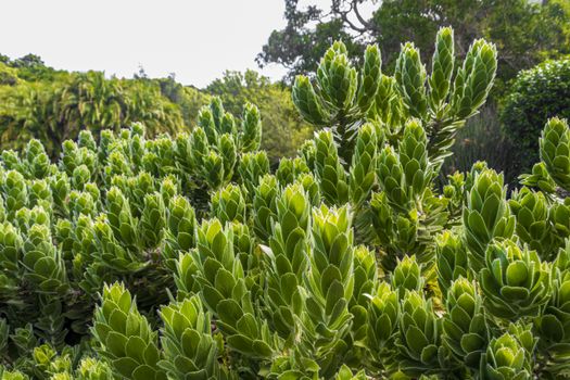 beautiful green cactus flowers plants in Kirstenbosch, Cape Town.