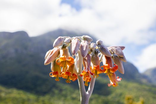 Orange pink flowers plants with mountain range in Kirstenbosch, Cape Town, South Africa.