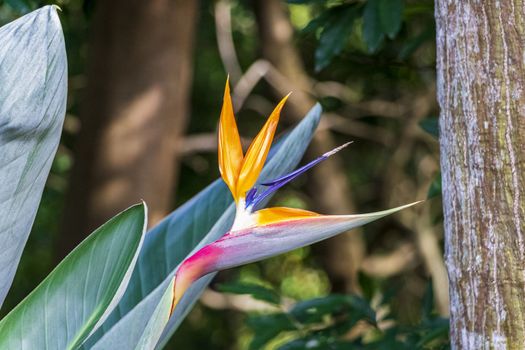 Bird Of Paradise flower Strelitzia Reginae flowers plants in Kirstenbosch, Cape Town.