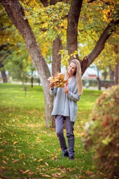 A beautiful girl in a gray cardigan walks through the city park and collects autumn maple leaves in a bouquet