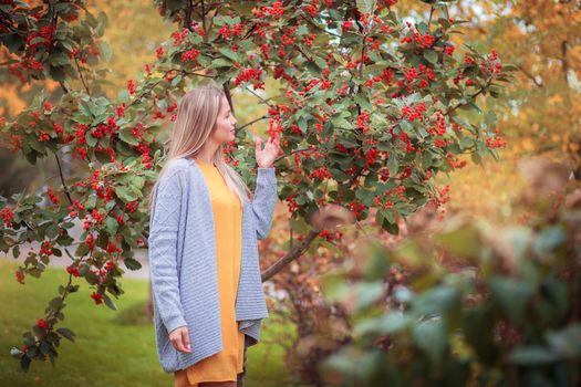 A young blonde girl in a gray knitted sweater walks in the autumn park and looks at red berries